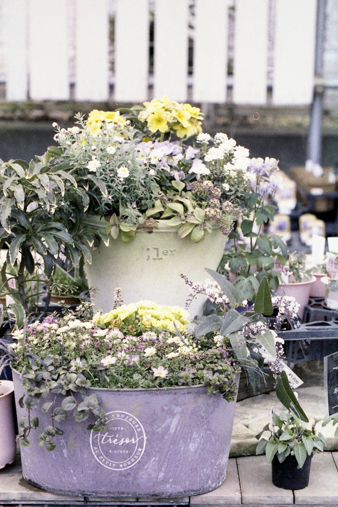 「flower」 (film)