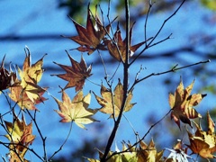 「Halfで行こう：紅葉」 (film)