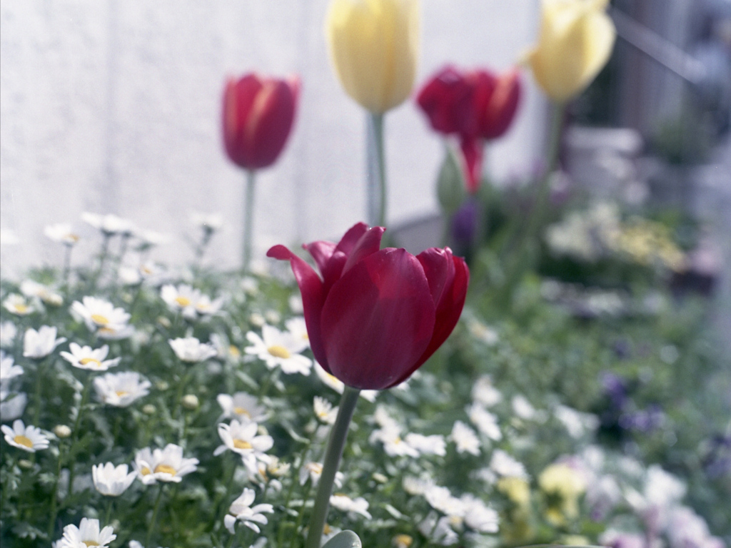 「街角flower」 (film)