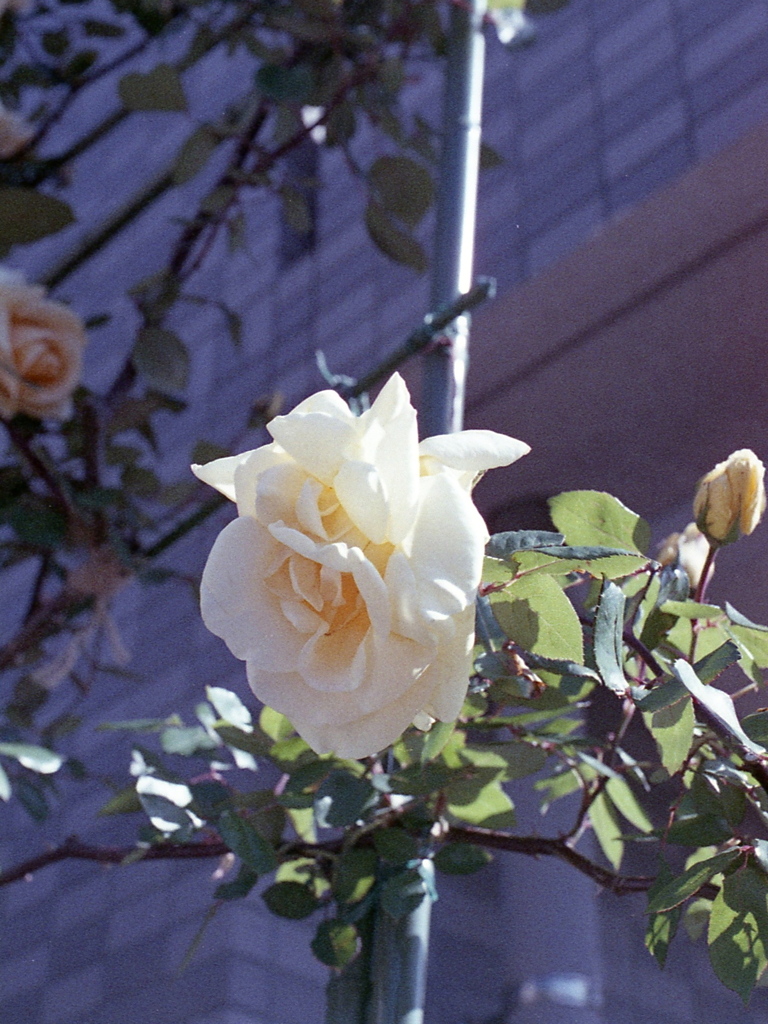 「街角flower」 (film)
