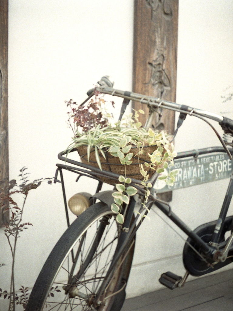 「Halfで行こう: Plants Display」 (film)