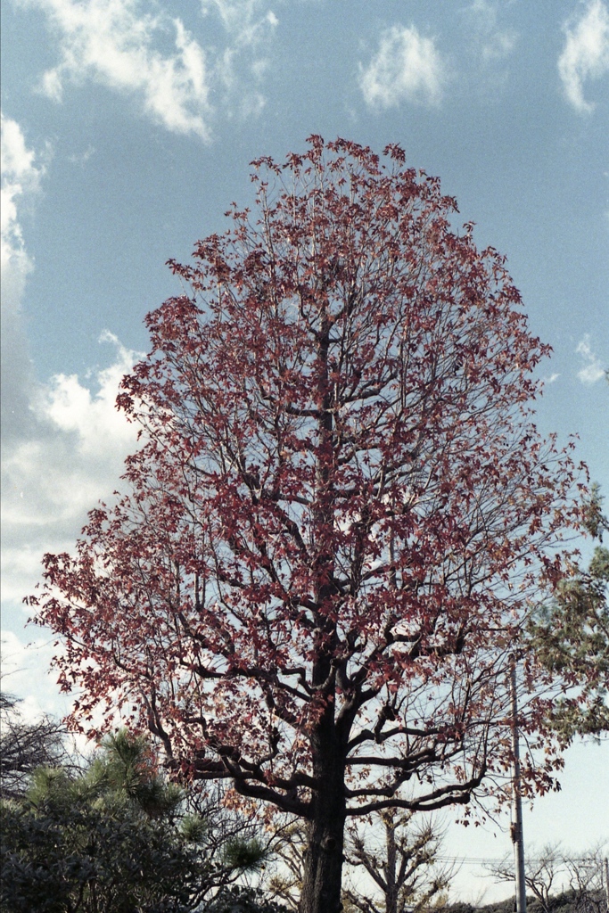 「紅葉」 (fim)