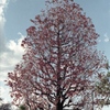 「紅葉」 (fim)