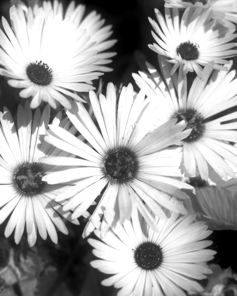 「flowers」 (film:HR20)