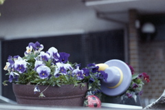 「Planter Word: 春 ⑥」 (film)