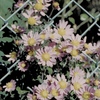 「flower」 (film)