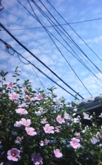 「街角flower」 (digital)