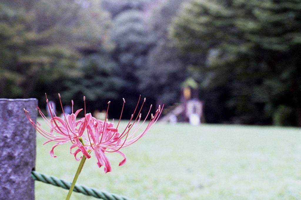 「9/27 久良岐公園で」 (film)