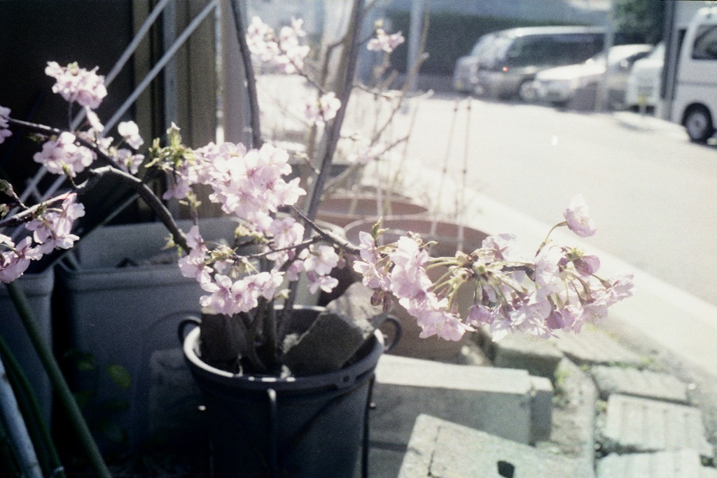 「街角flower」 (film)