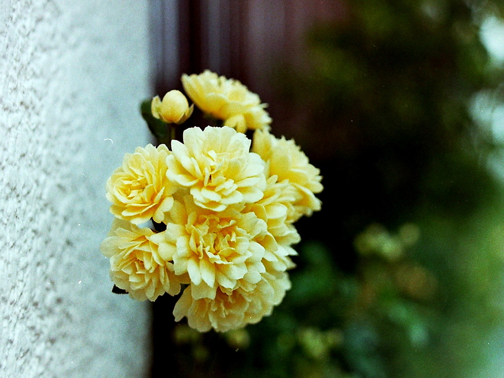 「yellow 02」 (film)