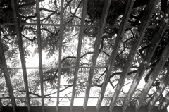 「藤棚」 (film)