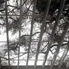 「藤棚」 (film)