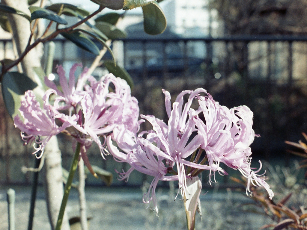 「街角flower 冬」 (film)