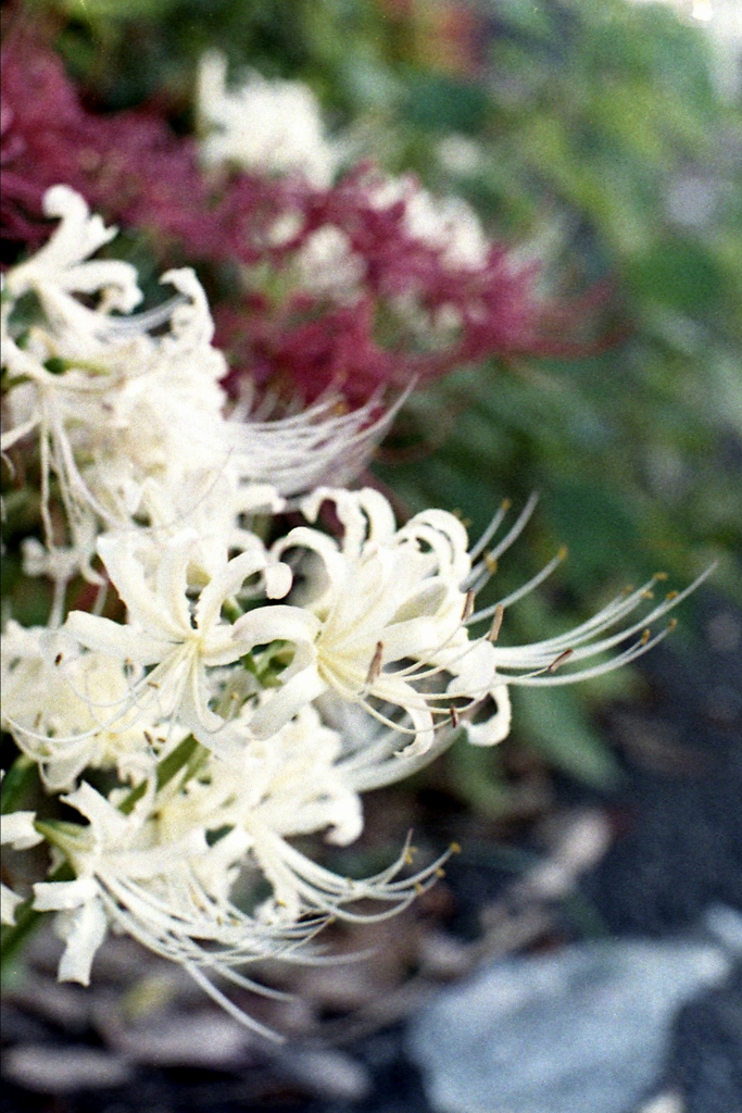 「街角flower」 (film)