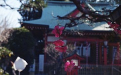 「02/02 紅梅08」 (film)