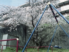 「小さな公園の一本桜」 (film)