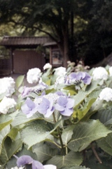 「紫陽花」 (film)