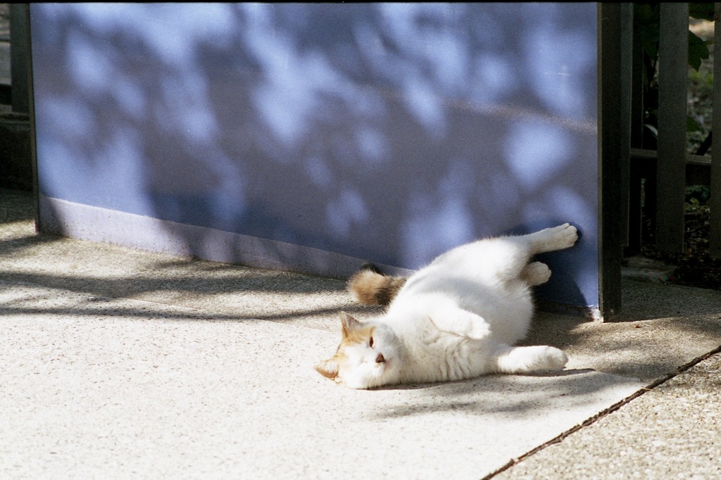 「ニャンLIFE」 (film)