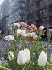 「ハーフで行こう：花」 (film)