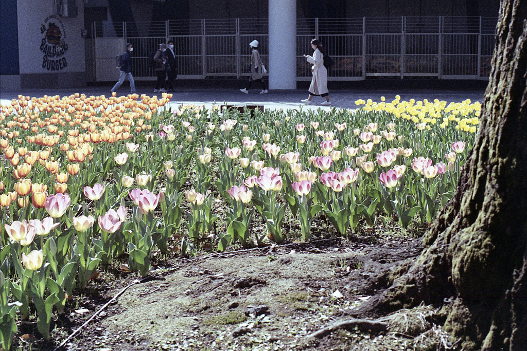 「Spring One Roll: 06」 (film)