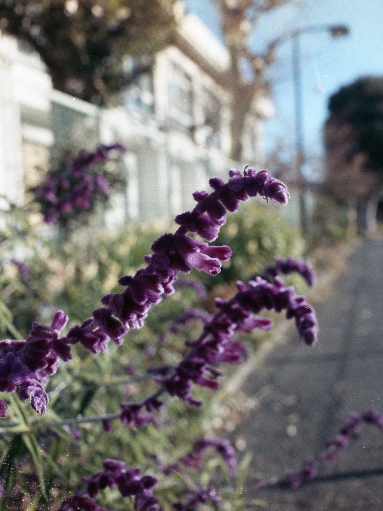 「街角flower 冬」 (film)