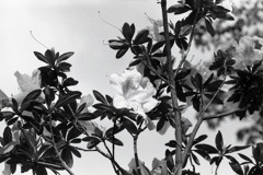 「つつじ」 (film)
