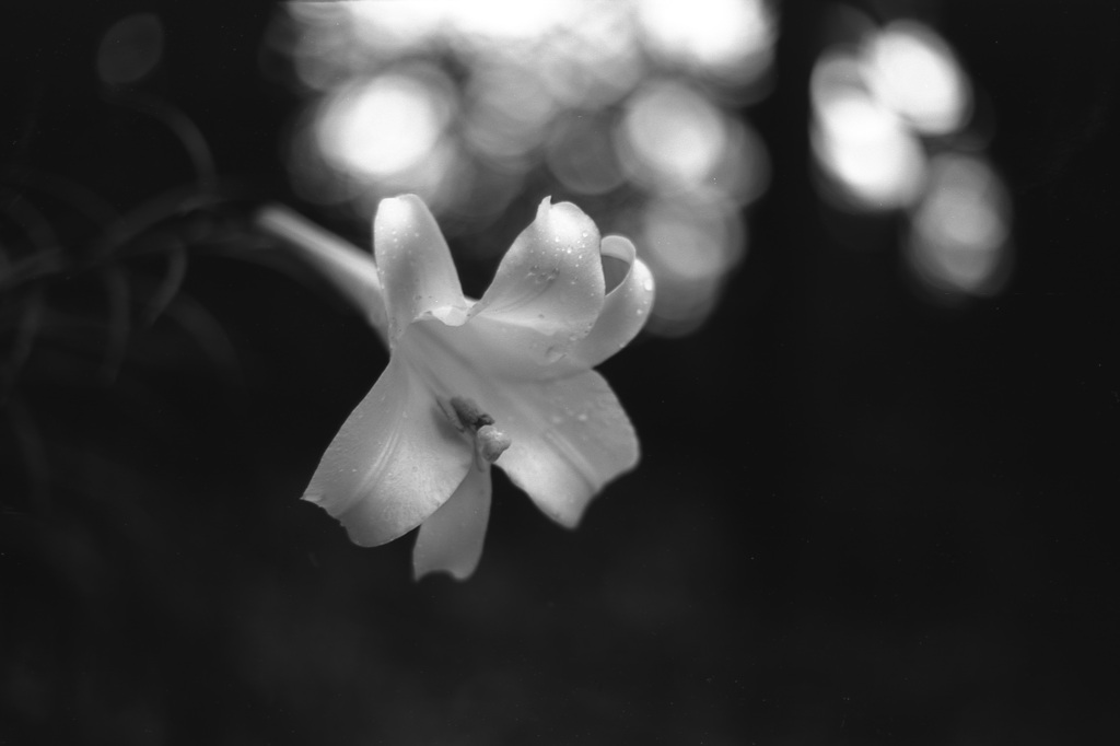 「8/14 In a rain」 (film:HR20)