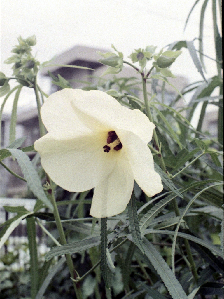 「街角flower」 (film)