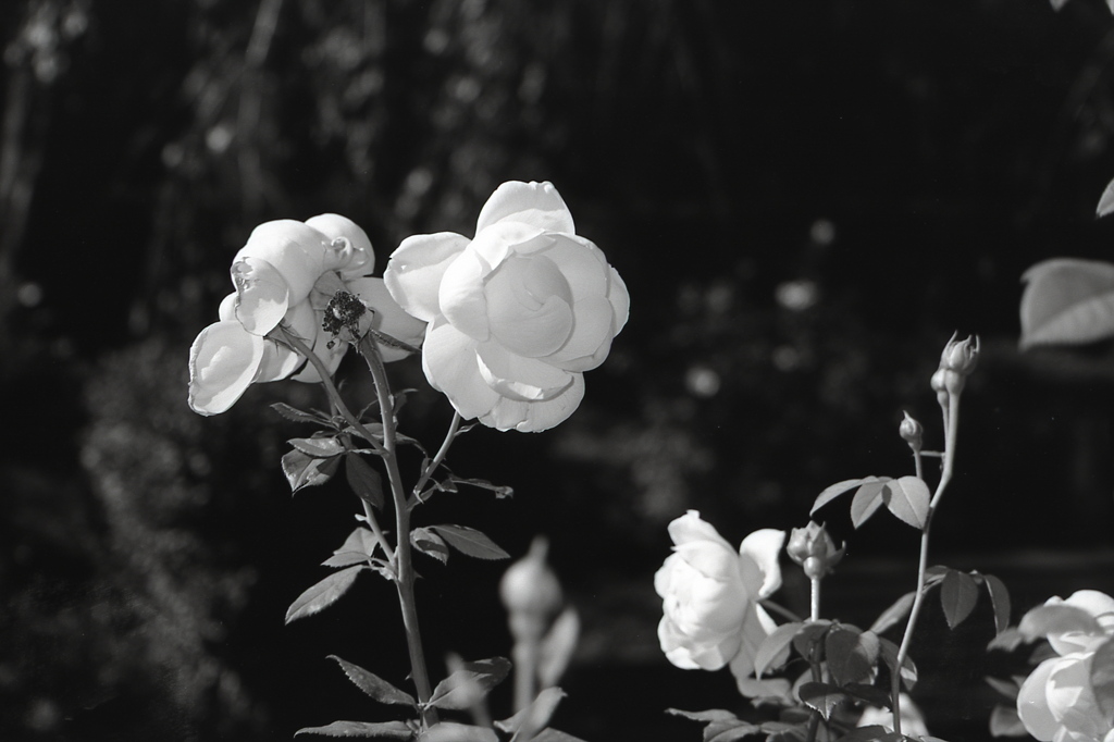 「バラ園で」 (film:HR20)