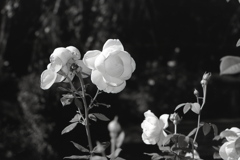 「バラ園で」 (film:HR20)