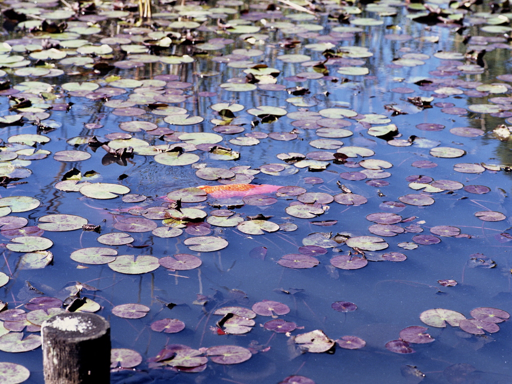 「Pond with blue sky」 (film)