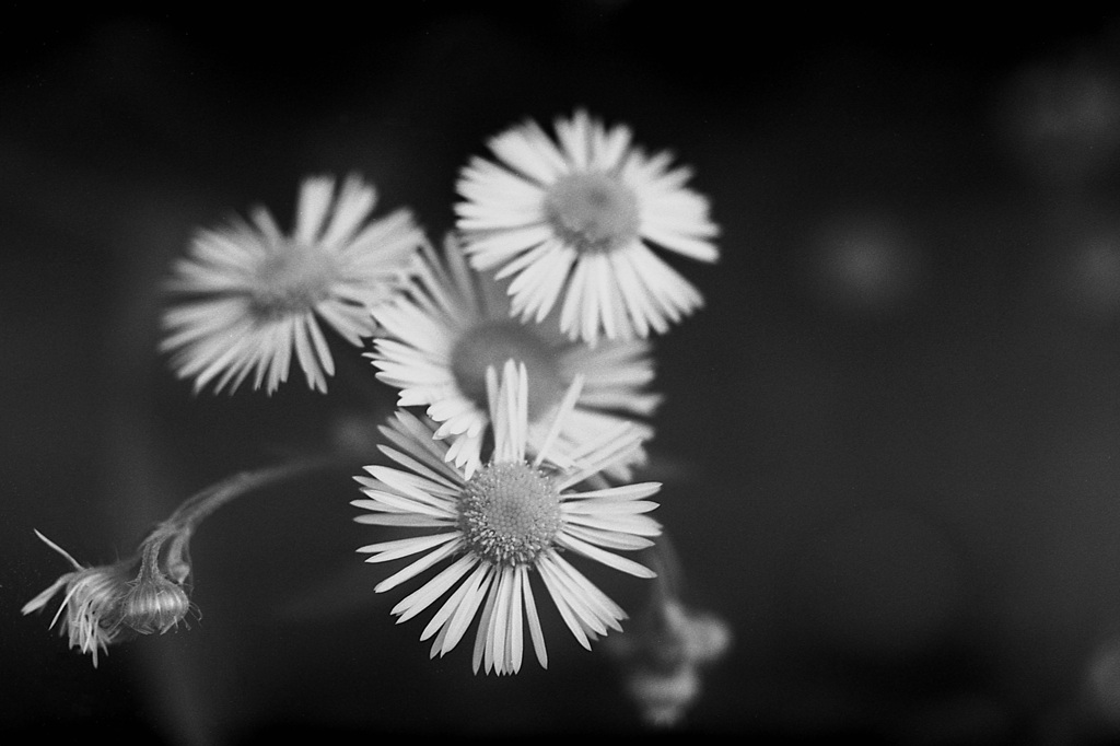 「monochrome flower」 (film)
