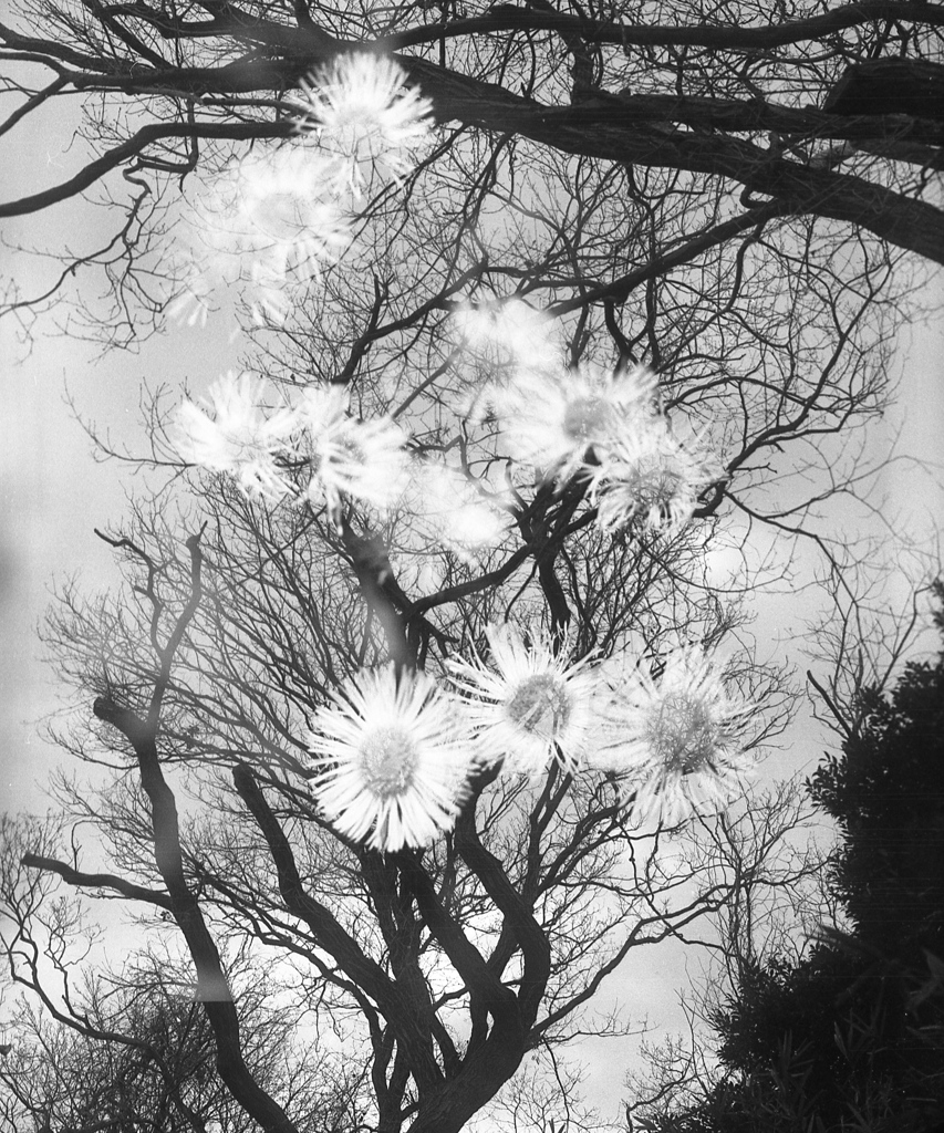 「冬の公園歩き（多重露光）」 (film)