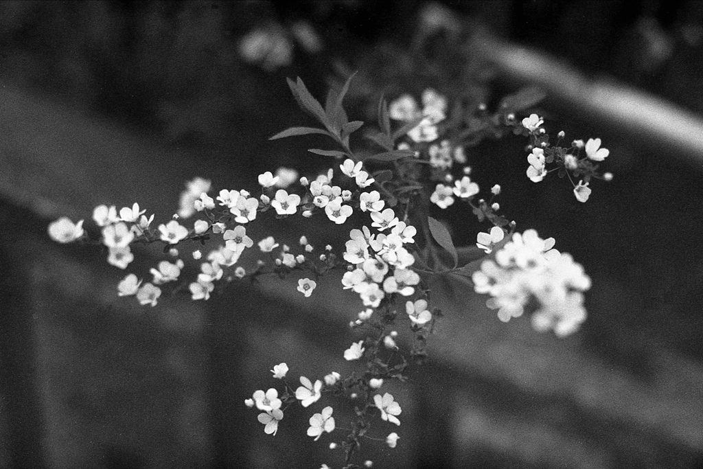 「3/15 flowers 03」 (film)