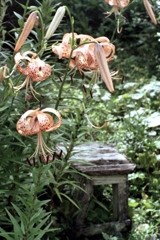 「Tiger Lily」 (film)