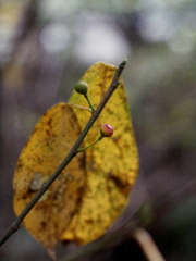 「Tiny Autumn」 (film)