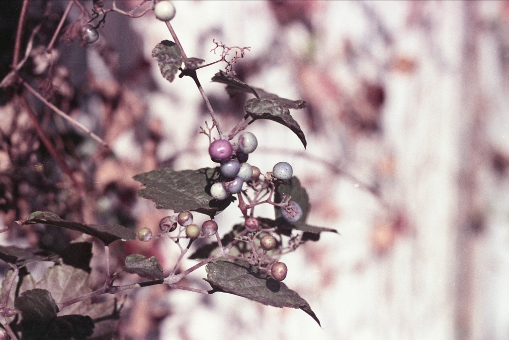 「ノブドウ」 (film)