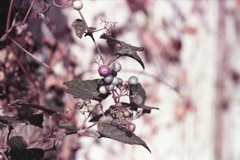 「ノブドウ」 (film)