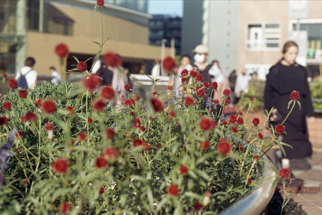 「千日紅」 (film)