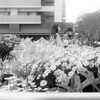 「駅前花壇」 (film)