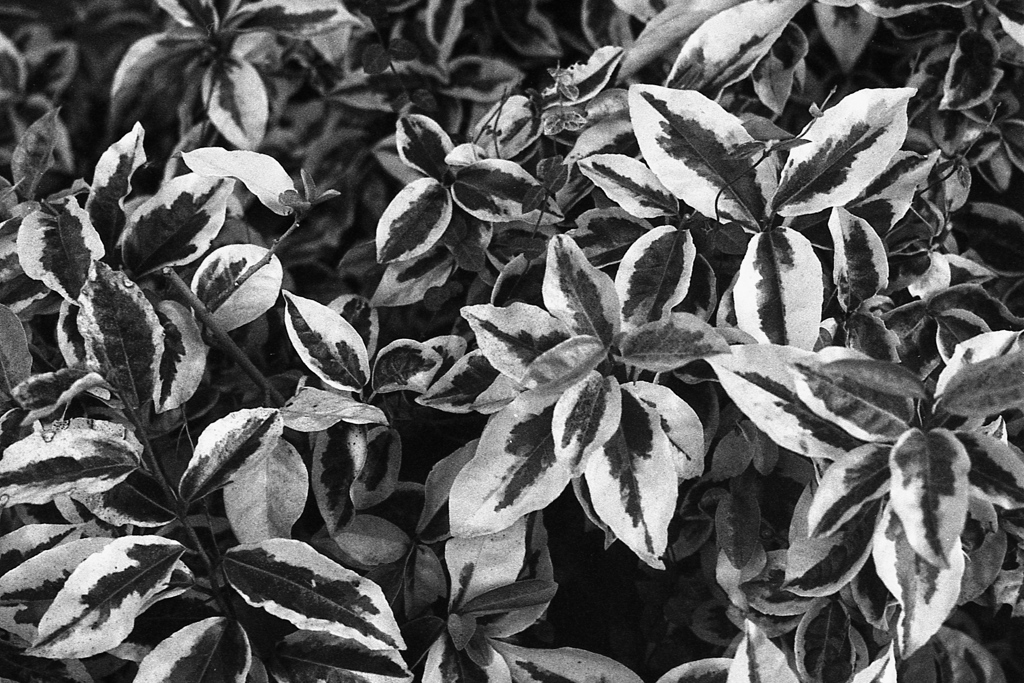 「leaves」 (film)