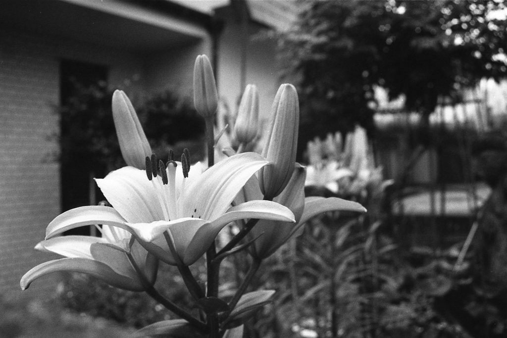 「街角flower」 (film)