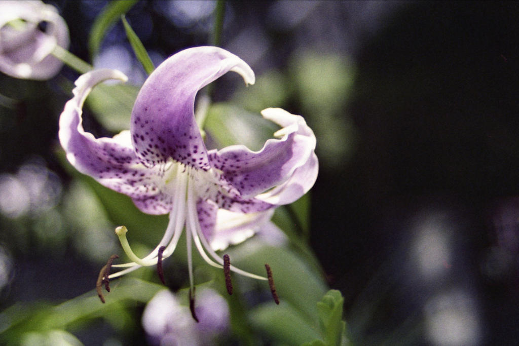 「Lily」 (film)