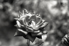 「Rose」 (film:HR20)