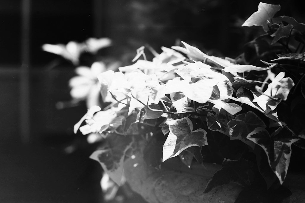 「ivy」 (film:HR20)