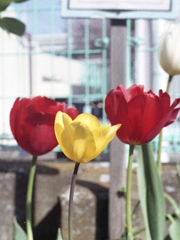 「ハーフで行こう：花」 (film)