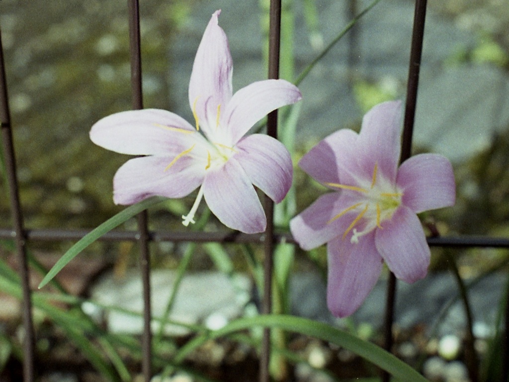 「街角flower」 (film)
