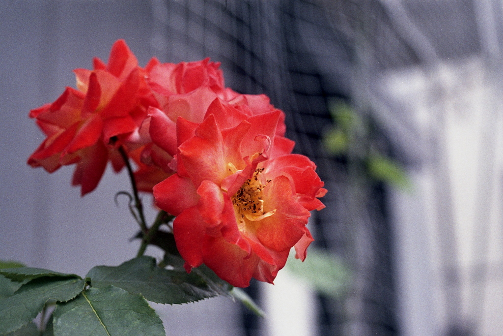 「街角flower」 (film)