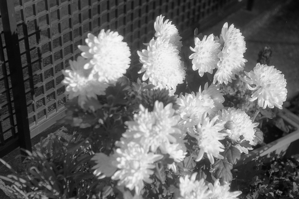 「道ばた」 (film)