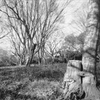 「冬公園」 (film)